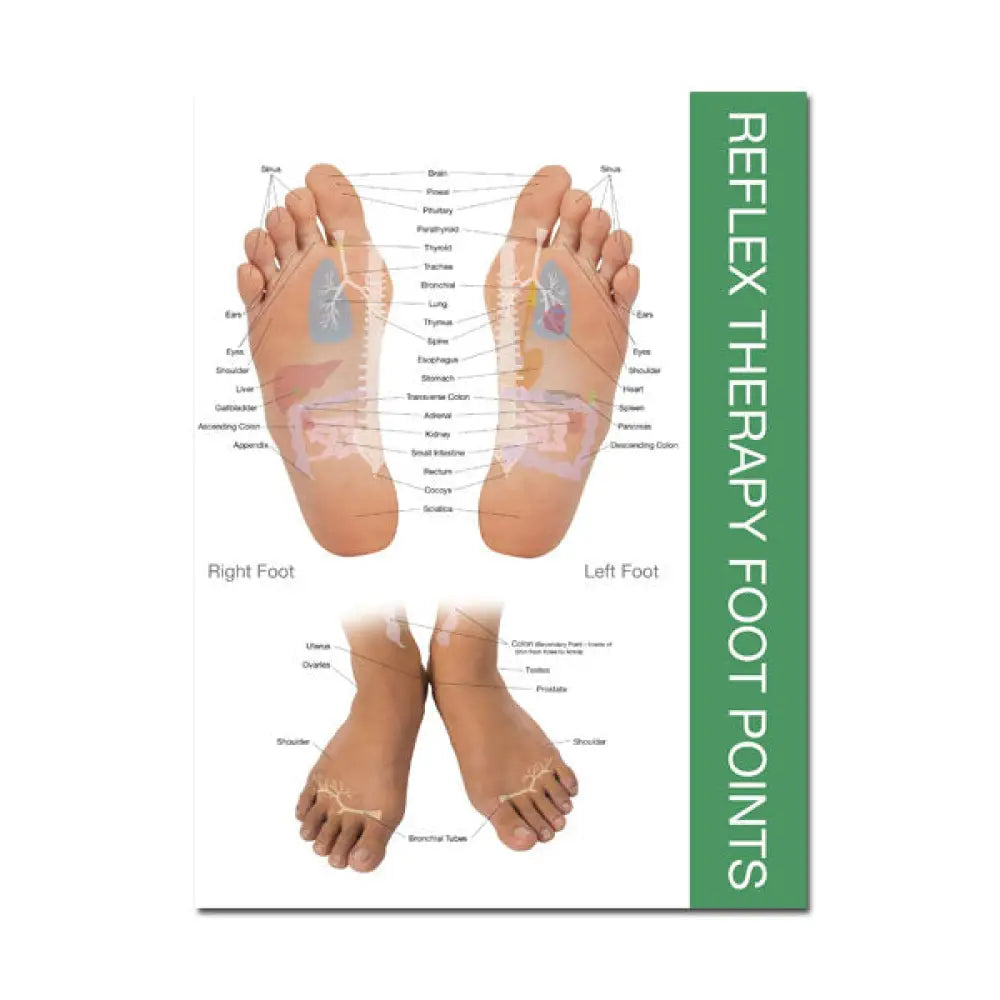 Reflex Points for Foot and Hand Chart (8-1/2&quot; x 11&quot;)
