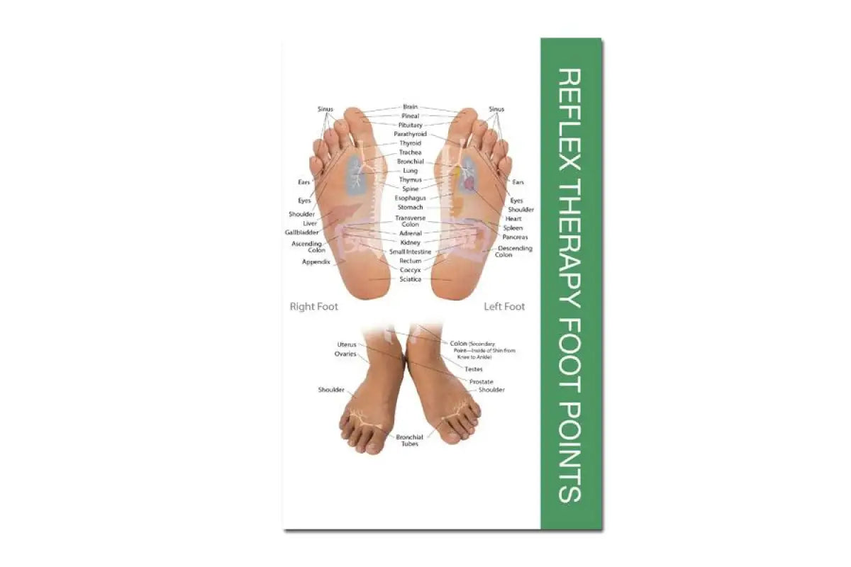 Massage Therapist Foot Reflexology Chart Poster 12x18 Inches - Etsy