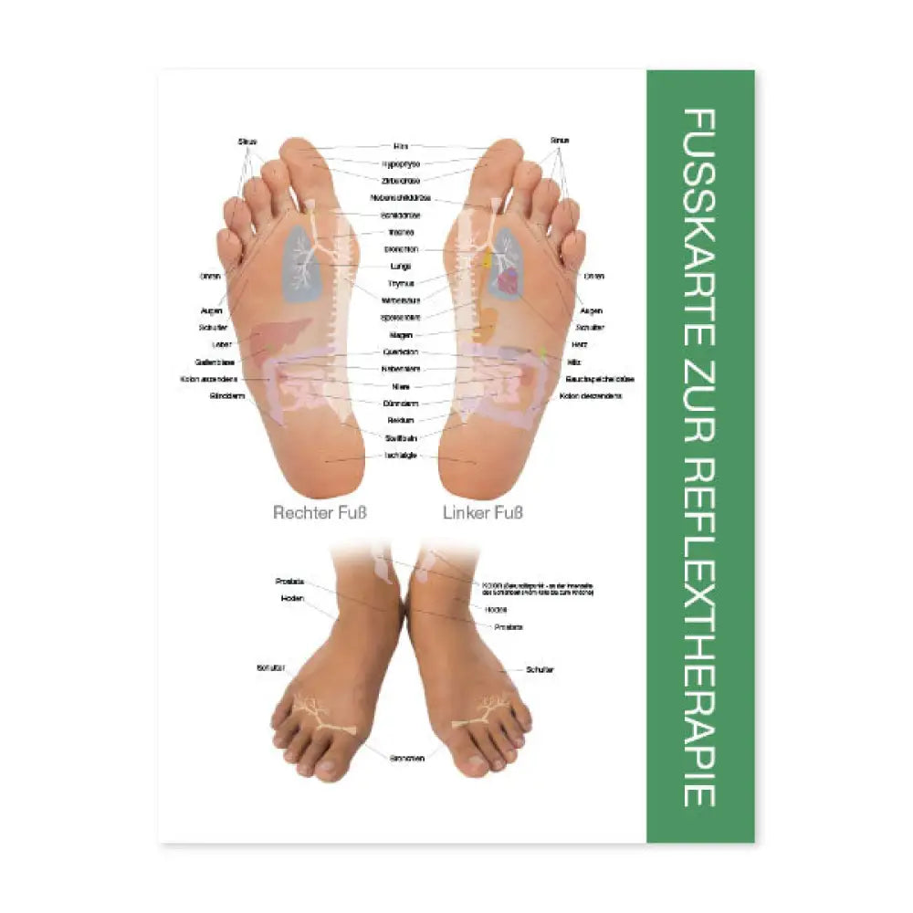 Reflex Points For Foot And Hand Chart (8-1/2 X 11) German