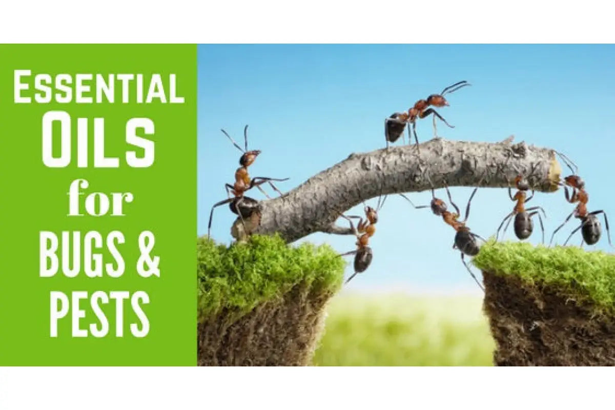 &quot;Essential Oils for Bugs and Pests&quot; Essential Oil Academy Digital Online Class