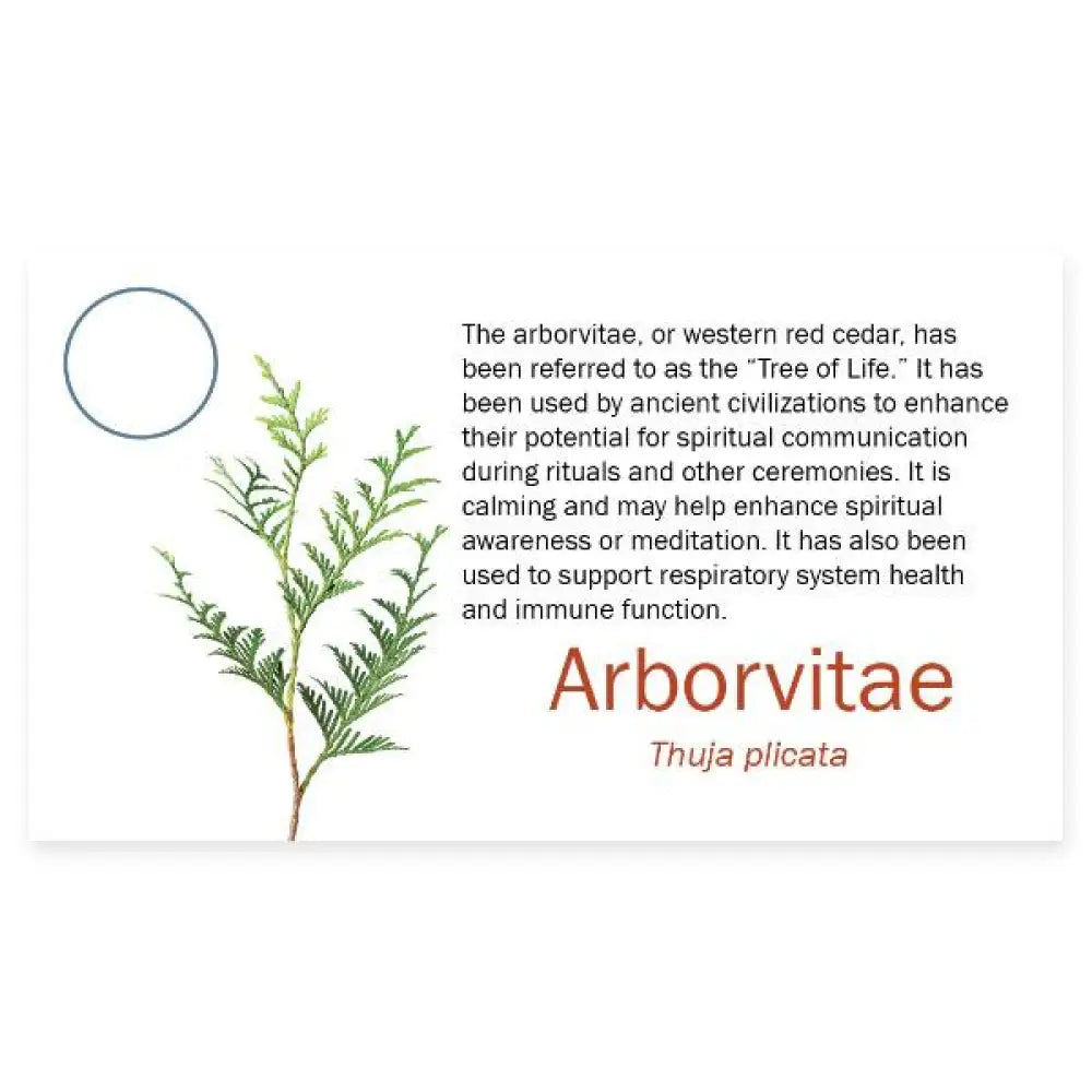 3274Arborvitae