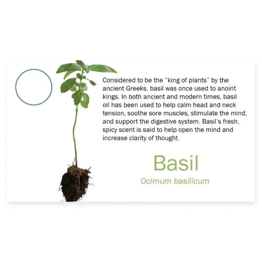 3274Basil