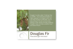 Premium Essential Oil Sample Cards (Pack Of 12) Douglas Fir