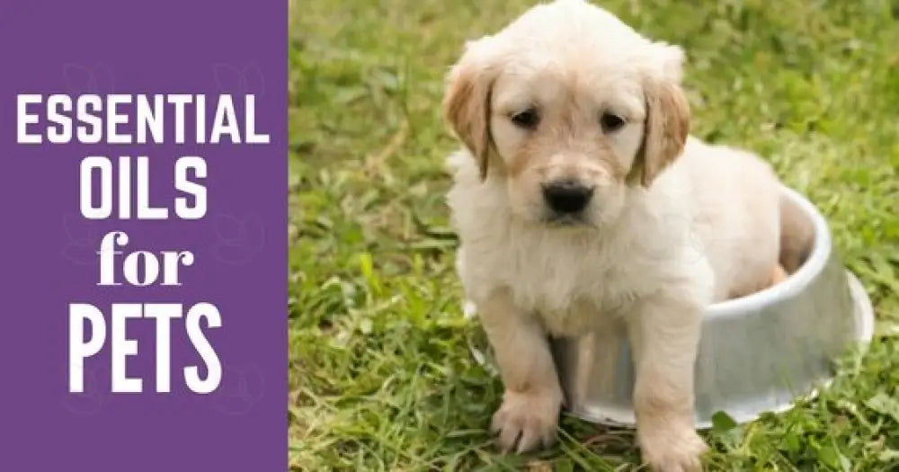 &quot;Essential Oils for Pets&quot; Essential Oil Academy Digital Online Class
