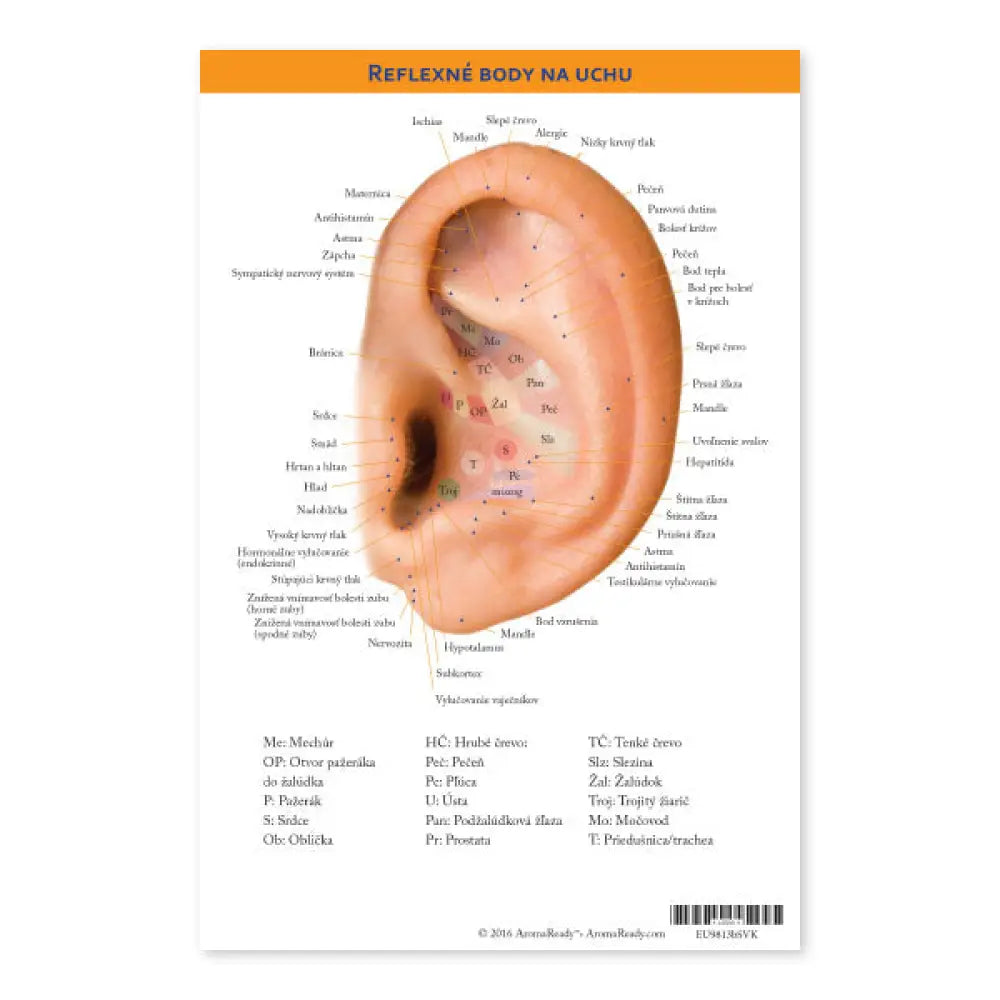 Auricular Internal Body Points Chart Slovak